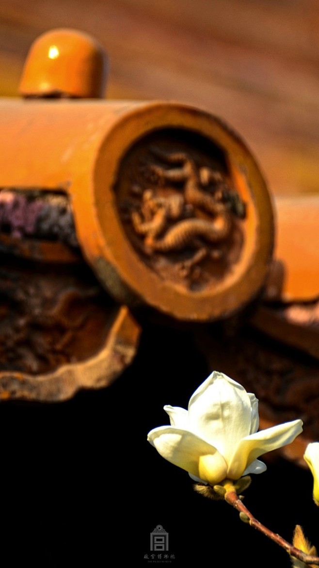 紫禁城【花朝•玉兰】“遗芳掩色，真恣凝澹...