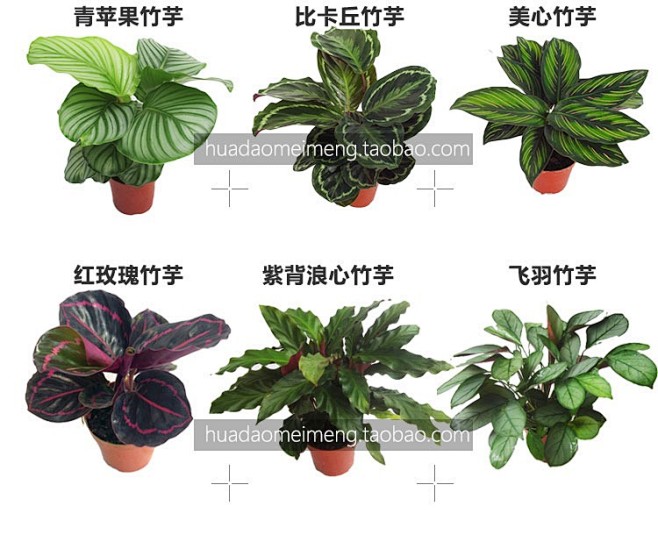 竹芋 观叶植物喜阴植物绿植室内盆栽水培植...