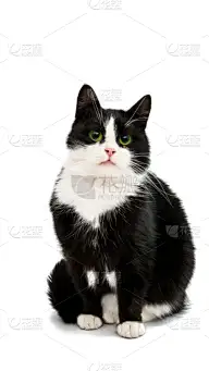 黑白猫,垂直画幅,看,猫,可爱的,动物,猫科动物,乌克兰,黑白图片,小猫