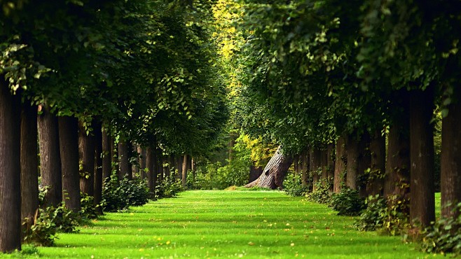 green grass landscap...