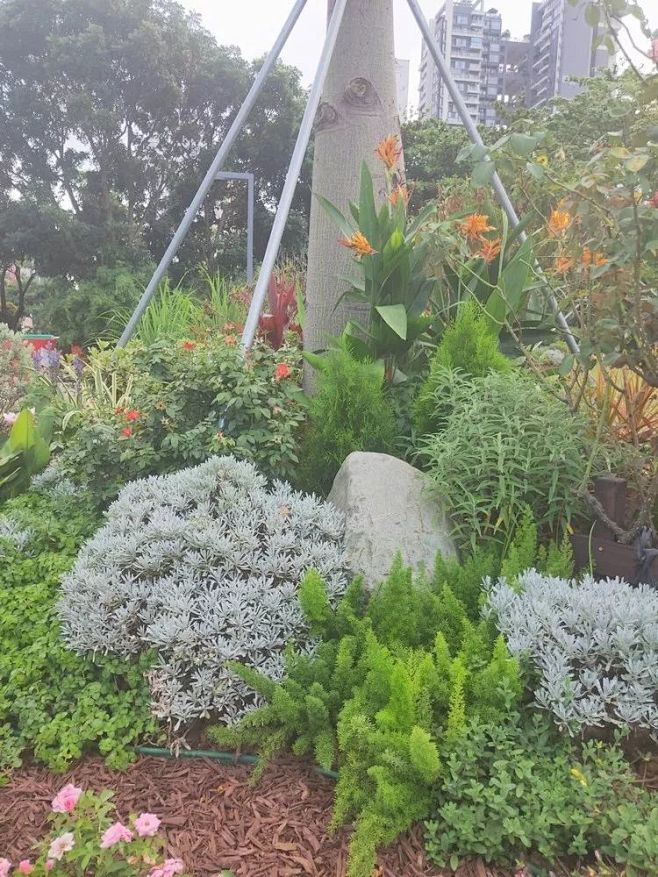 花境植物  | 香蜜公园—植物配置(二)...