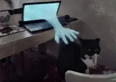 偷猫猫 表情包