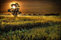 Photograph Rice fields at sunrise by Carlos Rojas on 500px