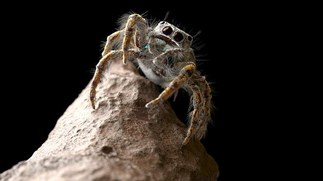 Jumping Spider Model...