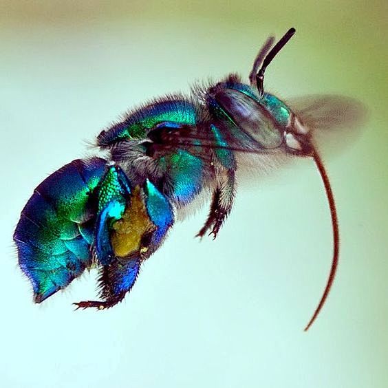 Insects | Orchid bee...