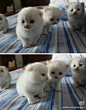 
最受不了小奶猫了，萌爆了
