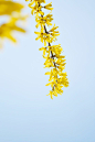  Winter Jasmine by xiantao zhang on 500px