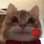 表情包丨最近超火的歪嘴猫表情包合集|拾荒|文案|歪嘴猫|表情包_手机网易网