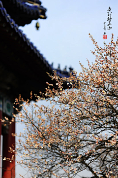 默文子采集到花