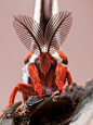 名称：刻克罗普斯蚕蛾
外文名：Hyalophora cecropia
简介：这是一只蛾子的头部的特写，展示了它巨大的羽状触角，刻克罗普斯蚕蛾是北美最大的蛾子，雌性可达到16厘米左右，雄性有着巨大的羽状触角，用于检测雌性信息素，雌性会释放一种强大的信息素来吸引雄性。