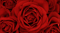 全部尺寸 | Red rose space | Flickr - 相片分享！