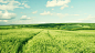 fields landscapes meadows skyscapes wallpaper (#1590854) / Wallbase.cc