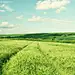 fields landscapes meadows skyscapes wallpaper (#1590854) / Wallbase.cc