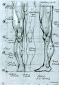 anatomy28_full.jpg (520×750)