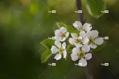 花 Windows壁纸 梨花 复活节 Mac壁纸 花壁纸 高清壁纸