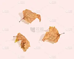 极简主义的秋天纹理由三棵凋零、脱落的梧树叶子孤立在淡粉色的背景上。阳光和阴影。最小的自然平铺。季节性