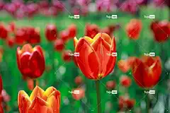 花朵 花壁纸 花卉背景 美丽的花朵 郁金香 春天 季节性 自然