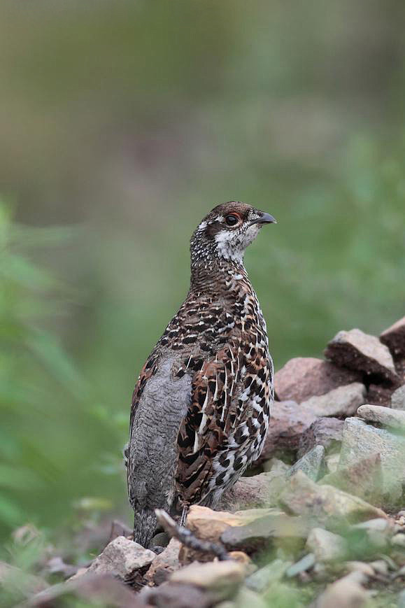 鸡形目雉科花尾榛鸡属花尾榛鸡
