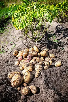 菜园里刚挖好的有机土豆