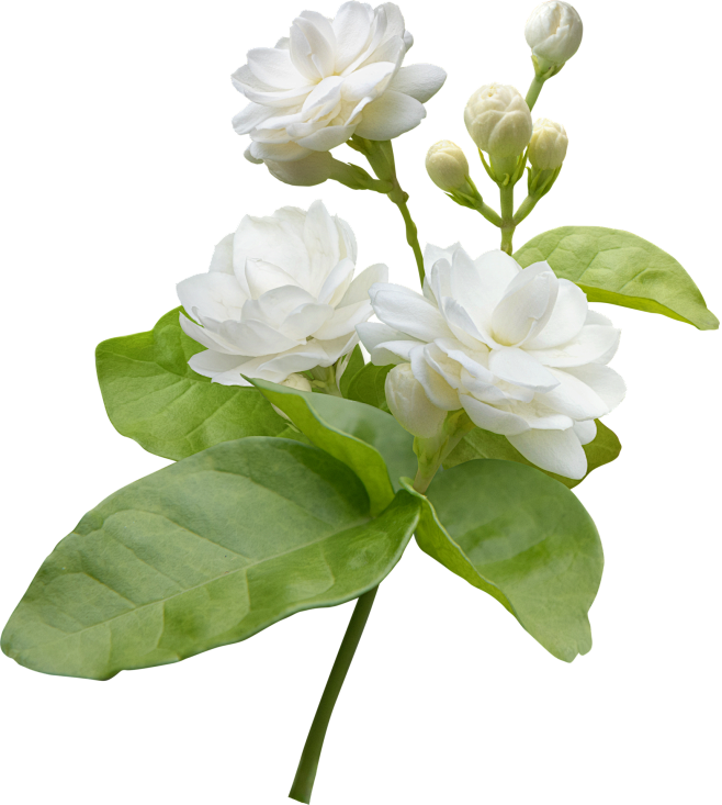 jasmine-flower-isola...