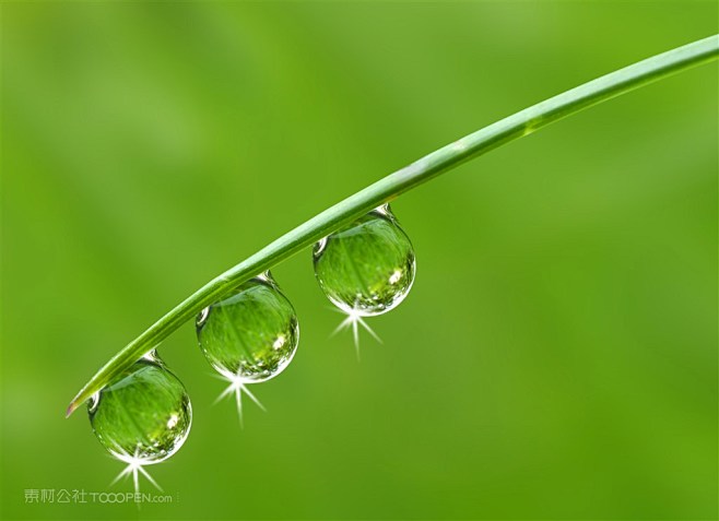 树叶上的水珠水滴高清图片