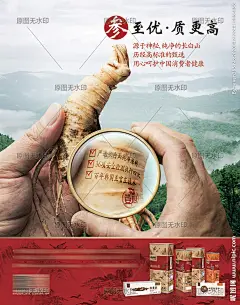 保健品土特产人参西洋参药材海报图片,保健品土特产人参西洋参药材海报模板下载,保健品医药品 长白山野生 原始森林生态 种植园药厂 环保健康绿色,保健品土特产人参西洋参药材海报设计素材,昵图网：图片共享和图片交易中心