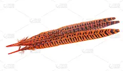 优雅多彩的鸟羽毛孤立在白色上