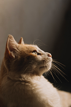 星星点点🌸采集到猫（放心，仅仅猫）