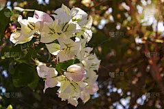 九重葛花和九重葛植物树在夏季的季节。这种九重葛的花是粉红色和紫色的。红色叶子花属的花。一个壁纸纹理图