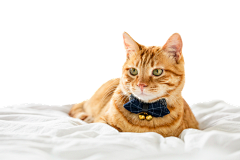 疯狂采集中采集到猫咪PNG