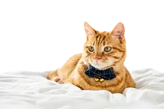 猫png