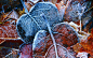 General 2560x1600 photography nature winter leaves frost