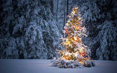 漂亮的圣诞树高清电脑壁纸桌面1920*1200 非主流