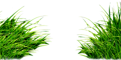 天色渐萃采集到植物,摆件