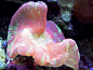 Open Brain Coral Orange, CA : www.ocfishshop.com/