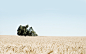 General 1920x1200 photography landscape plants trees field nature wheat