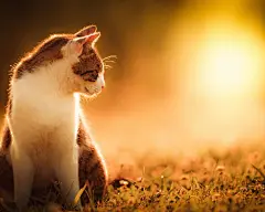 高清小萌猫桌面壁纸  #优质# #动物# #高清#