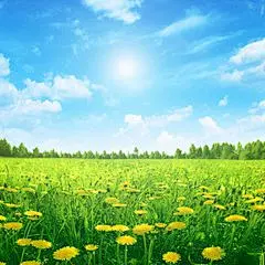 草地_360图片