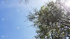 蓝天绿树，自然的太阳耀斑背景，美丽的景观景观，生态纹理，壁纸设计