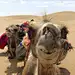骆驼,似人脸,垂直画幅,天空,动物嘴,沙子,无人,户外,特写,沙丘