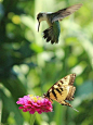 hummingbird and butterfly