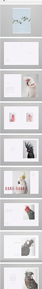 Birds on Behance | [001] Graphic Design | Pinterest