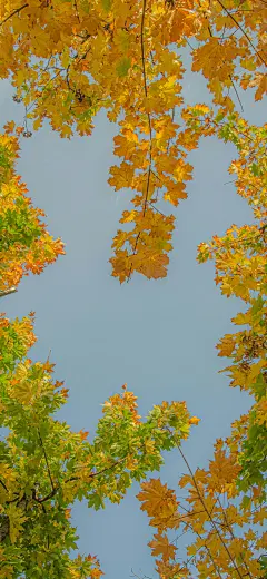 秋叶 秋色 手机壁纸