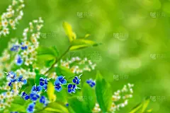 鲜艳多彩的春花