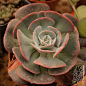 红粉台阁 Echeveria runyonii cv