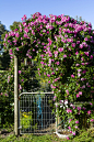 A Rosa climbing Pinkie Rose hanging over a country gate to a vegetable garden._创意图片