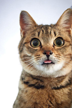 落灵孤采集到猫啊！是猫！