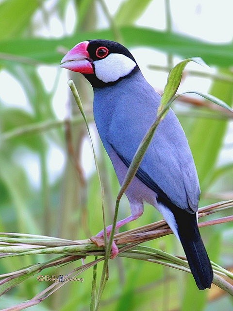 Java Sparrow (Padda ...