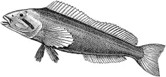 水生动物 Fish 鱼 动物素描