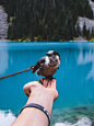 Bird Perched on Person's Hand